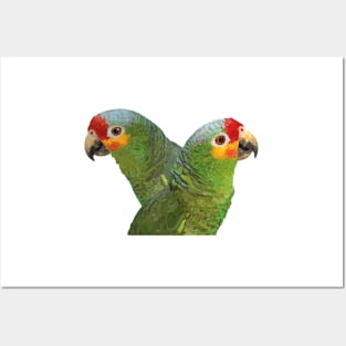 Red-fronted Amazon Posters and Art